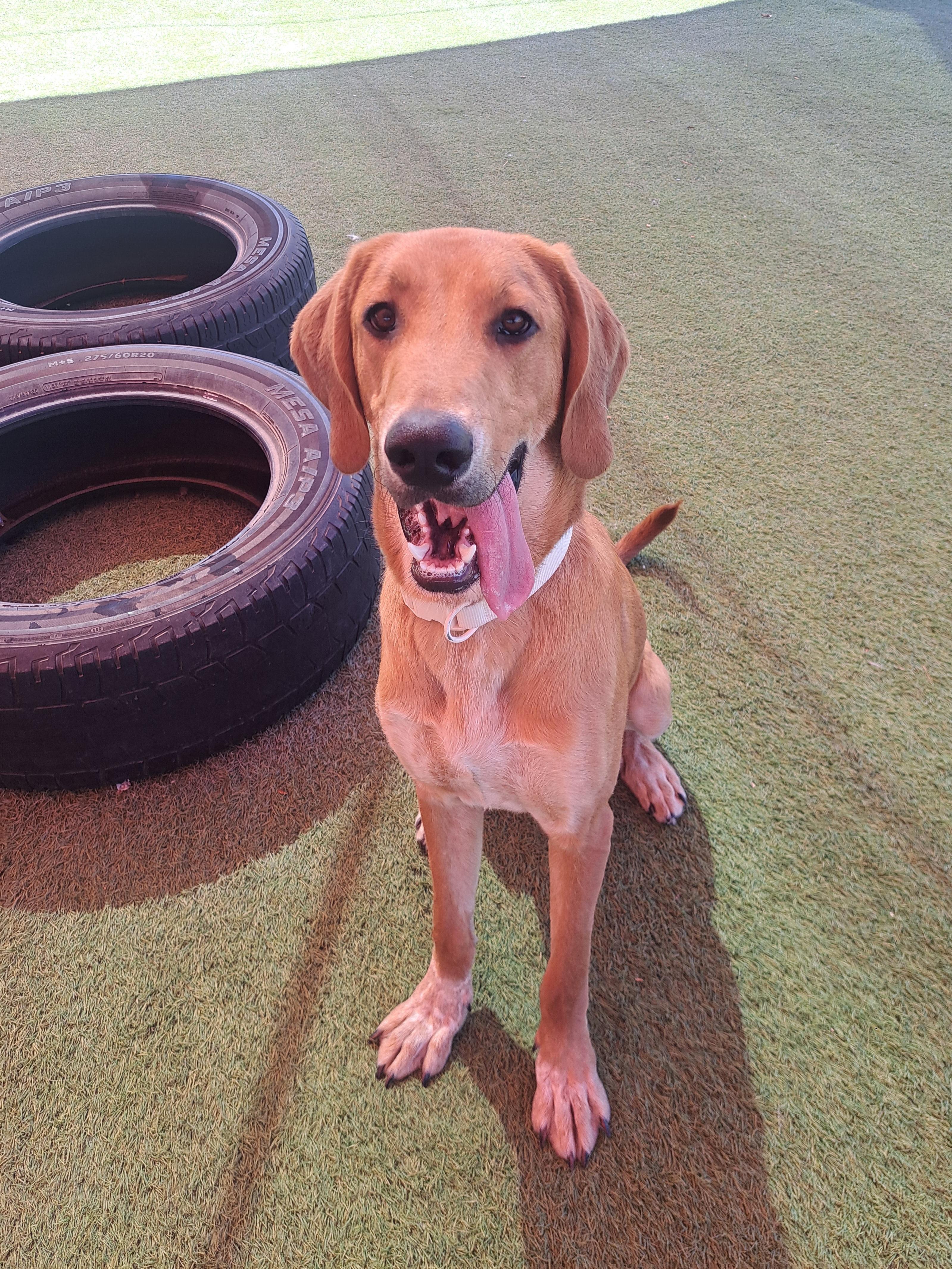 Timber, a ADOPTABLE mixed breed in Glendale, AZ image 3/3