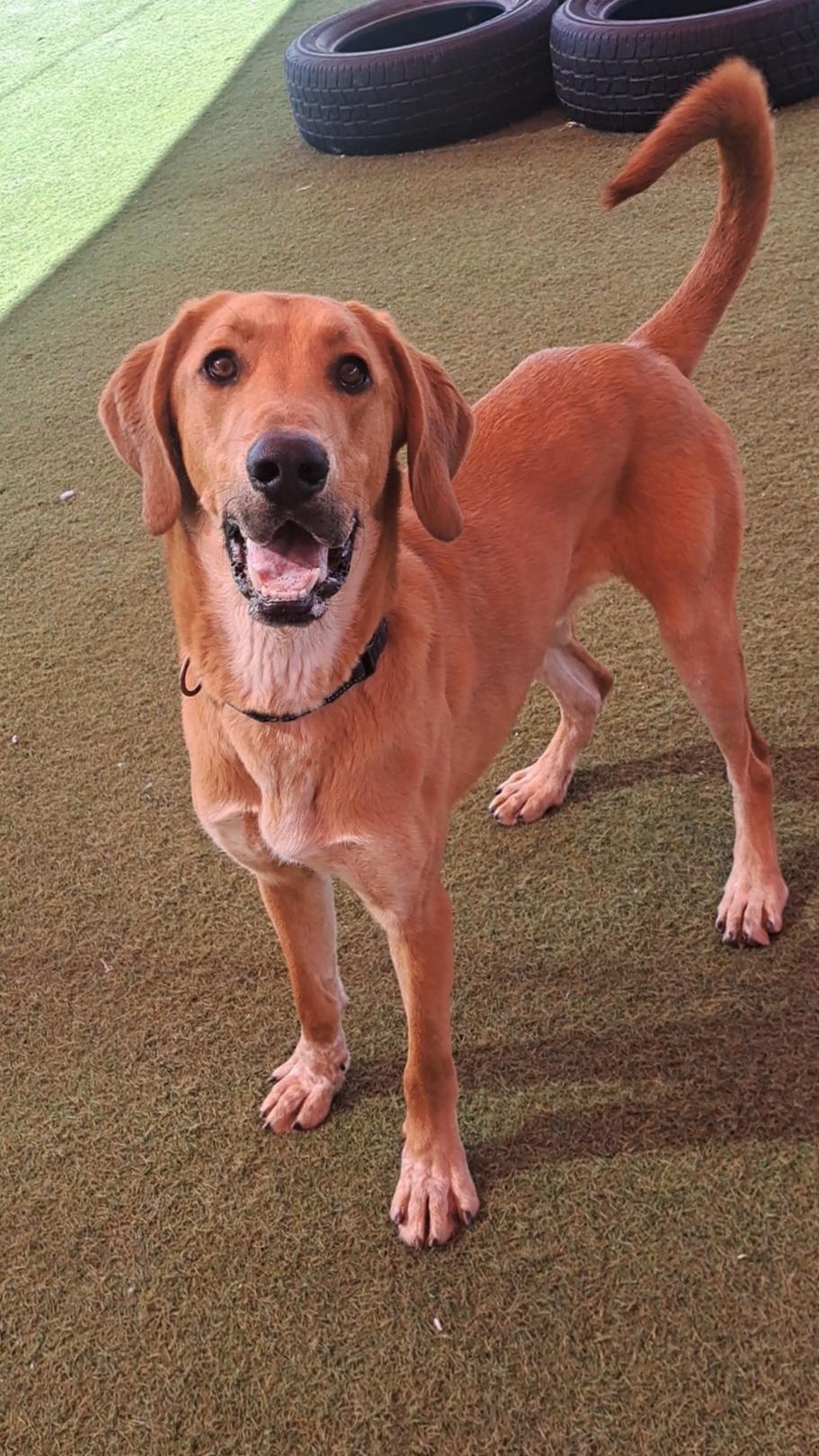 Enlarge Timber, a ADOPTABLE mixed breed in Glendale, AZ image 4/6