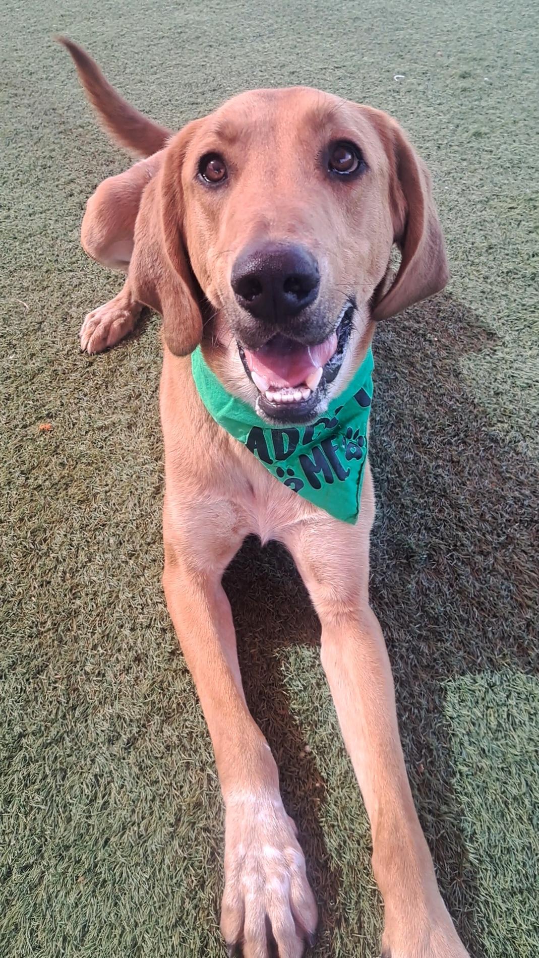 Enlarge Timber, a ADOPTABLE mixed breed in Glendale, AZ image 1/6