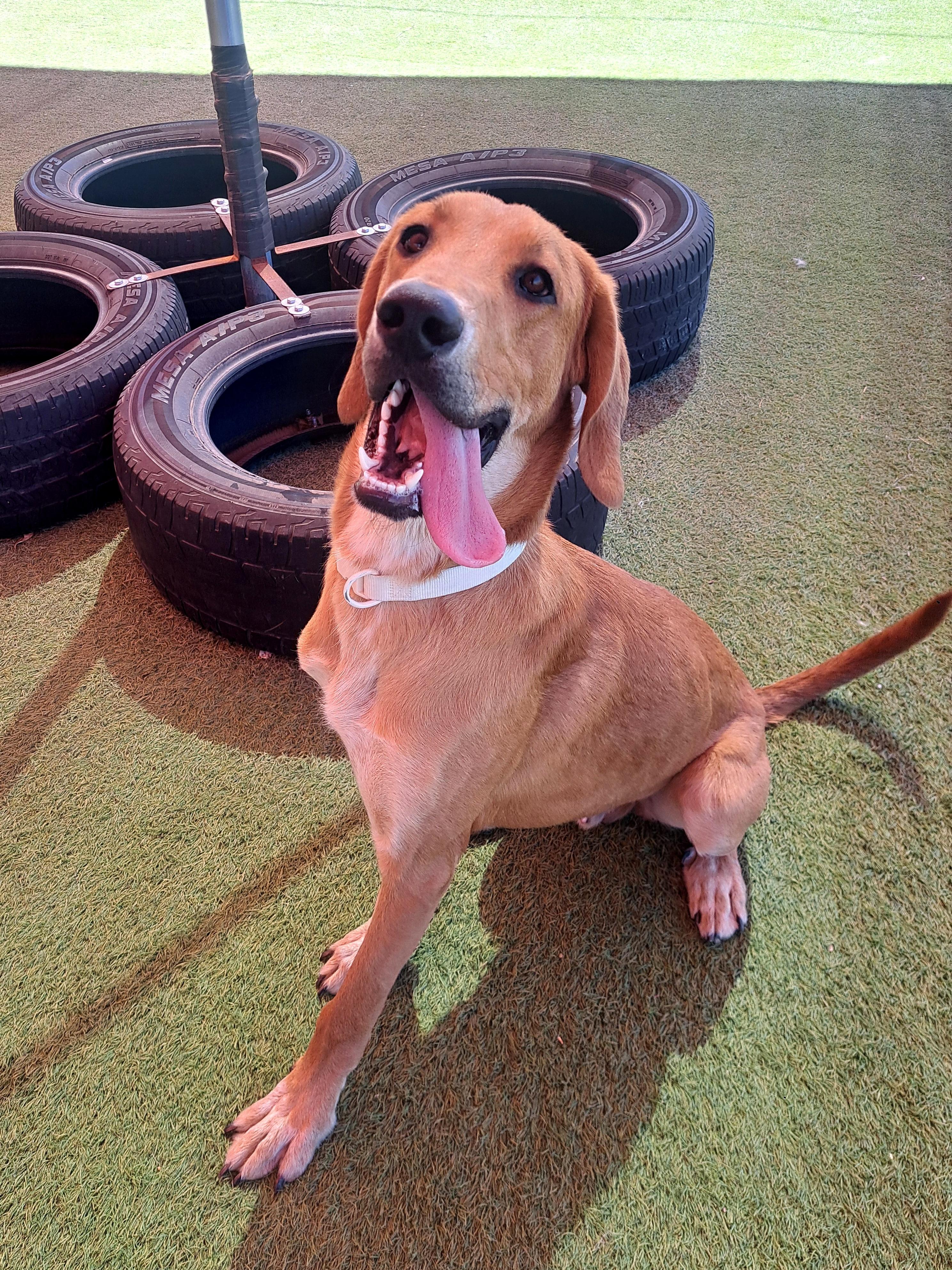 Timber, a ADOPTABLE mixed breed in Glendale, AZ image 2/3