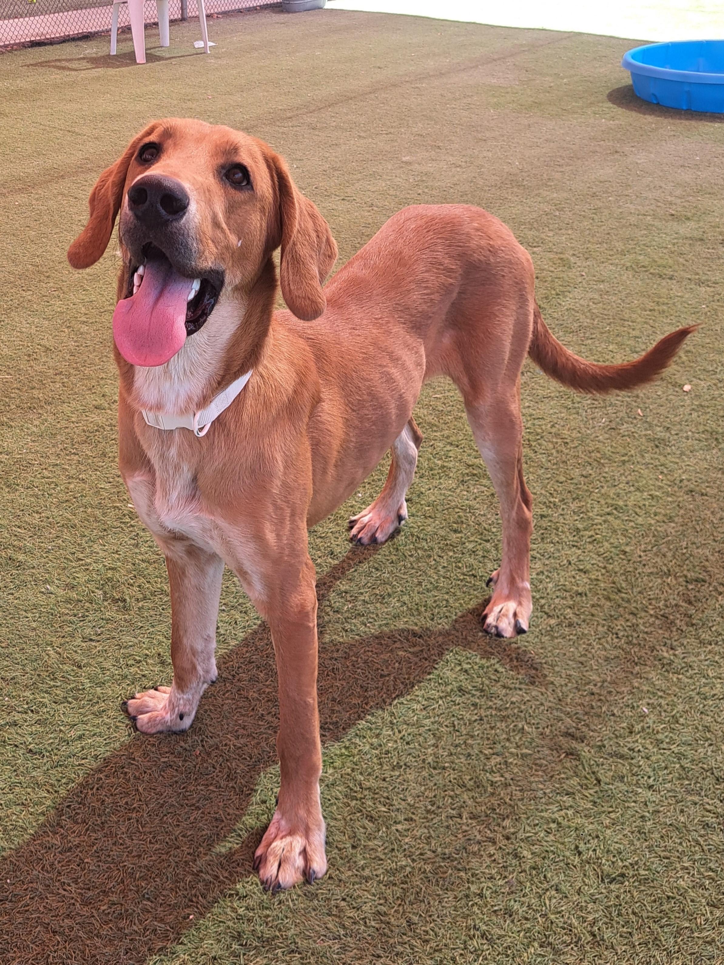 Timber, a ADOPTABLE mixed breed in Glendale, AZ image 1/3