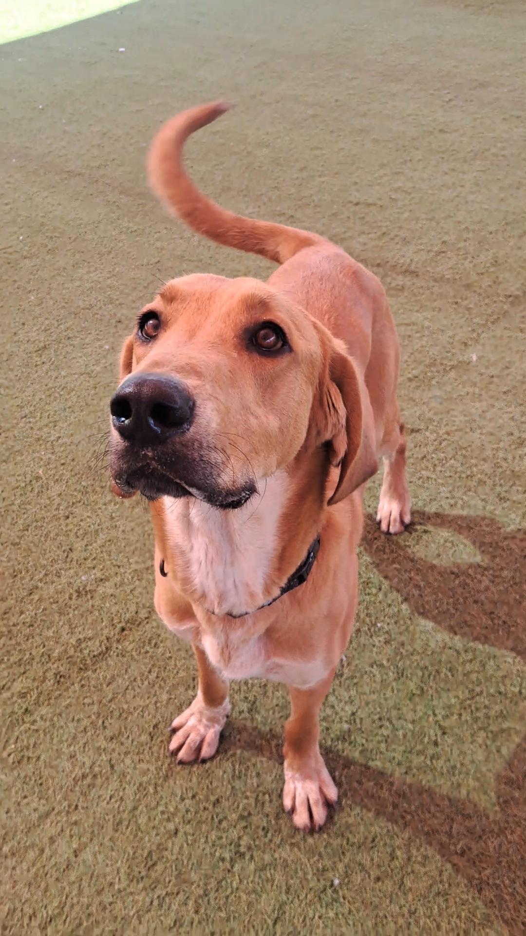 Timber, ADOPTABLE, Adult Male Great Dane & Coonhound.