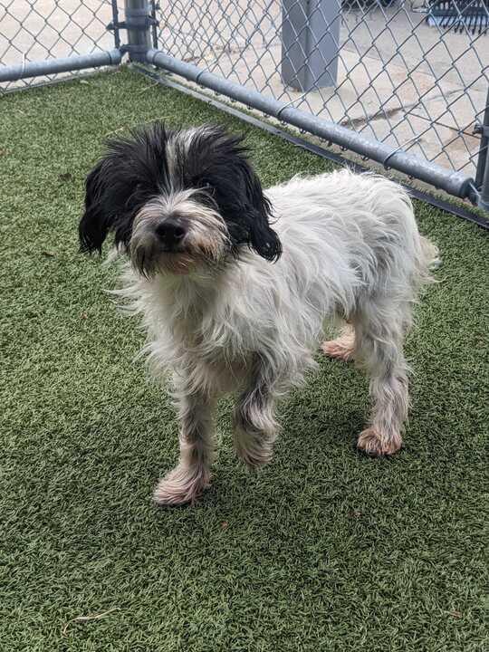 Darla