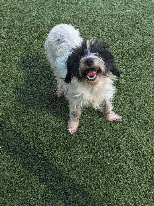 Darla