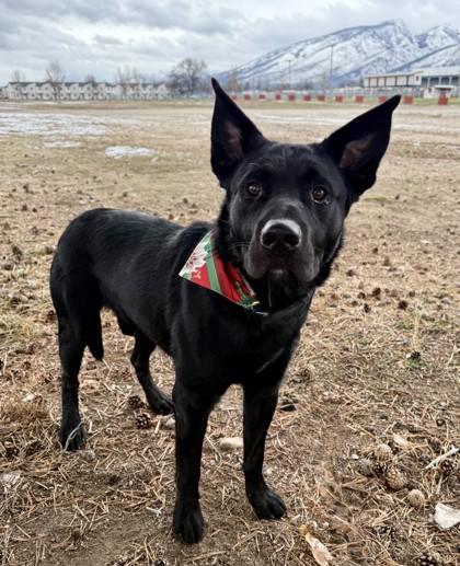 Enlarge Ralph, an adopted mixed breed in Hamilton, MT image 2/6