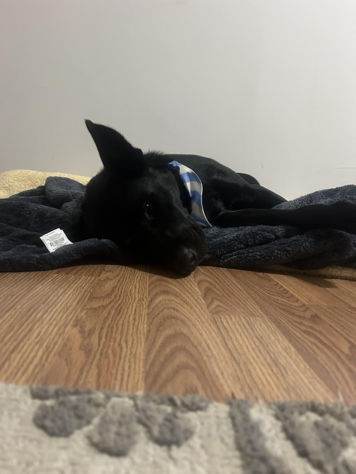 Enlarge Ralph, an adopted mixed breed in Hamilton, MT image 5/6