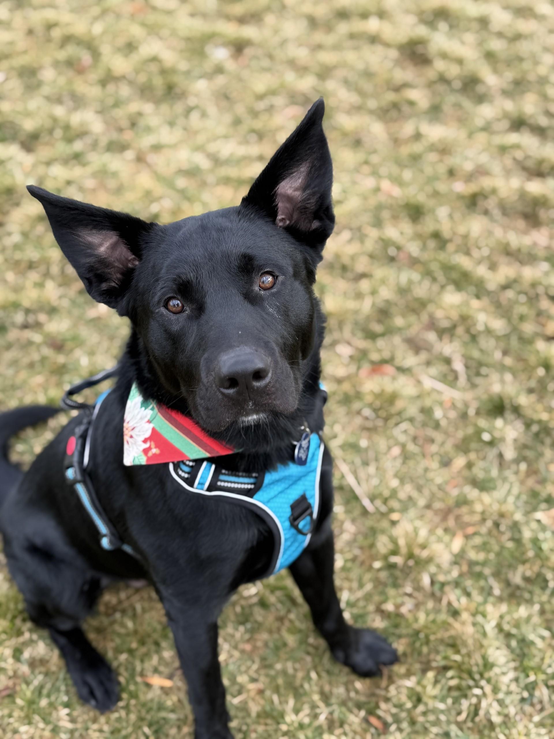 Ralph, adopted, Young Male Black Labrador Retriever.