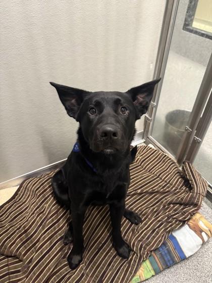 Enlarge Ralph, an adopted mixed breed in Hamilton, MT image 3/6