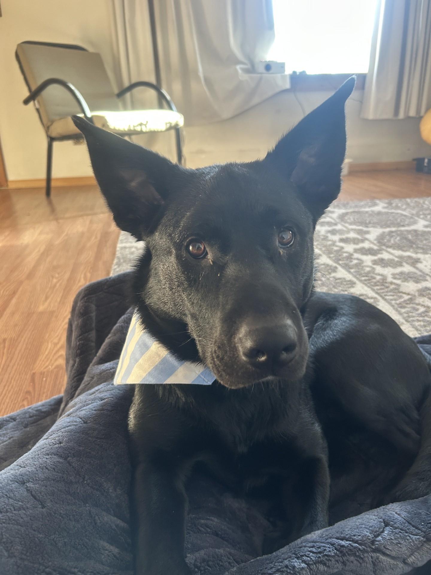 Enlarge Ralph, an adopted mixed breed in Hamilton, MT image 6/6