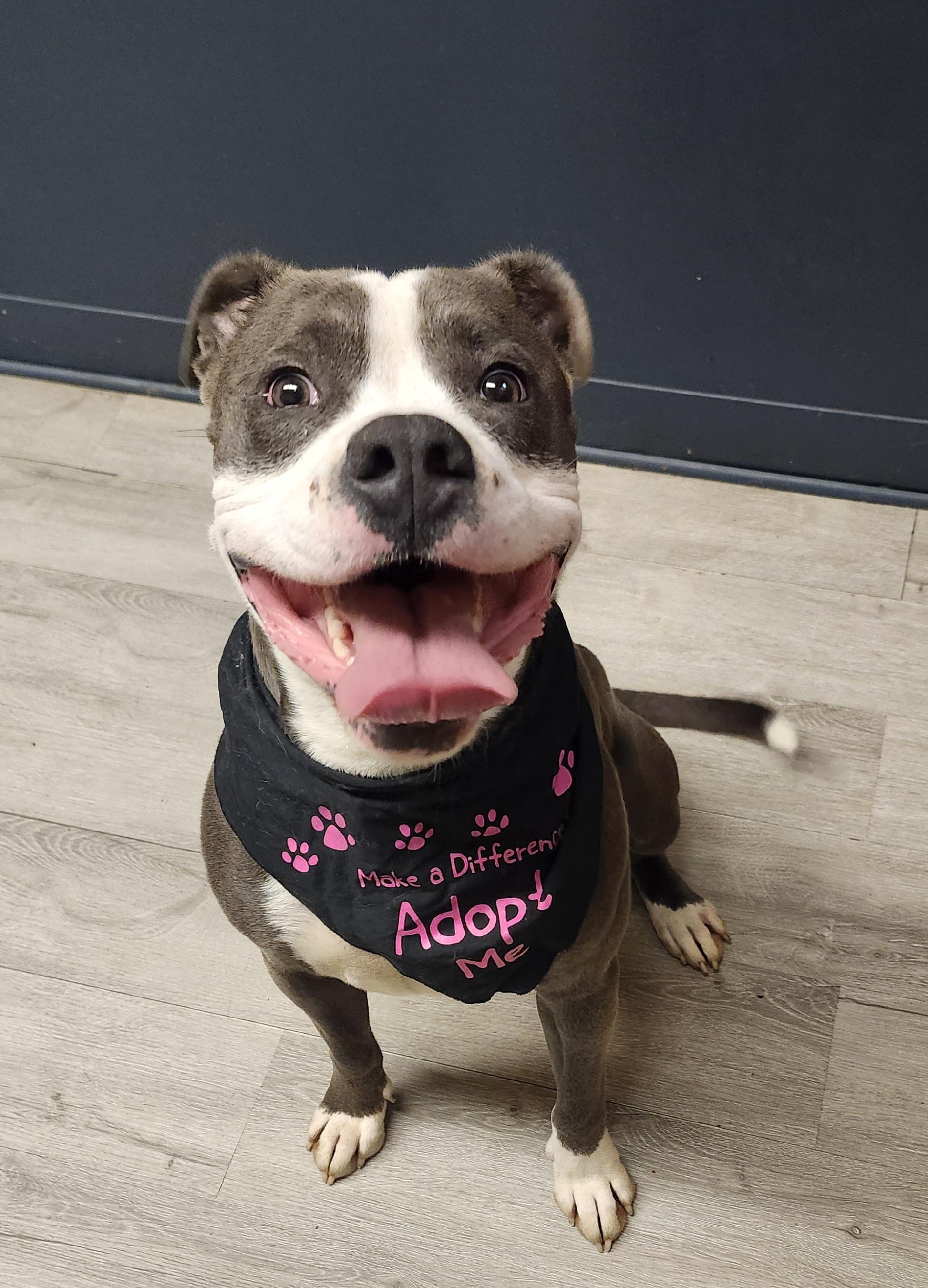 Smokehouse, a Adoptable mixed breed in Mansfield, OH image 1/4