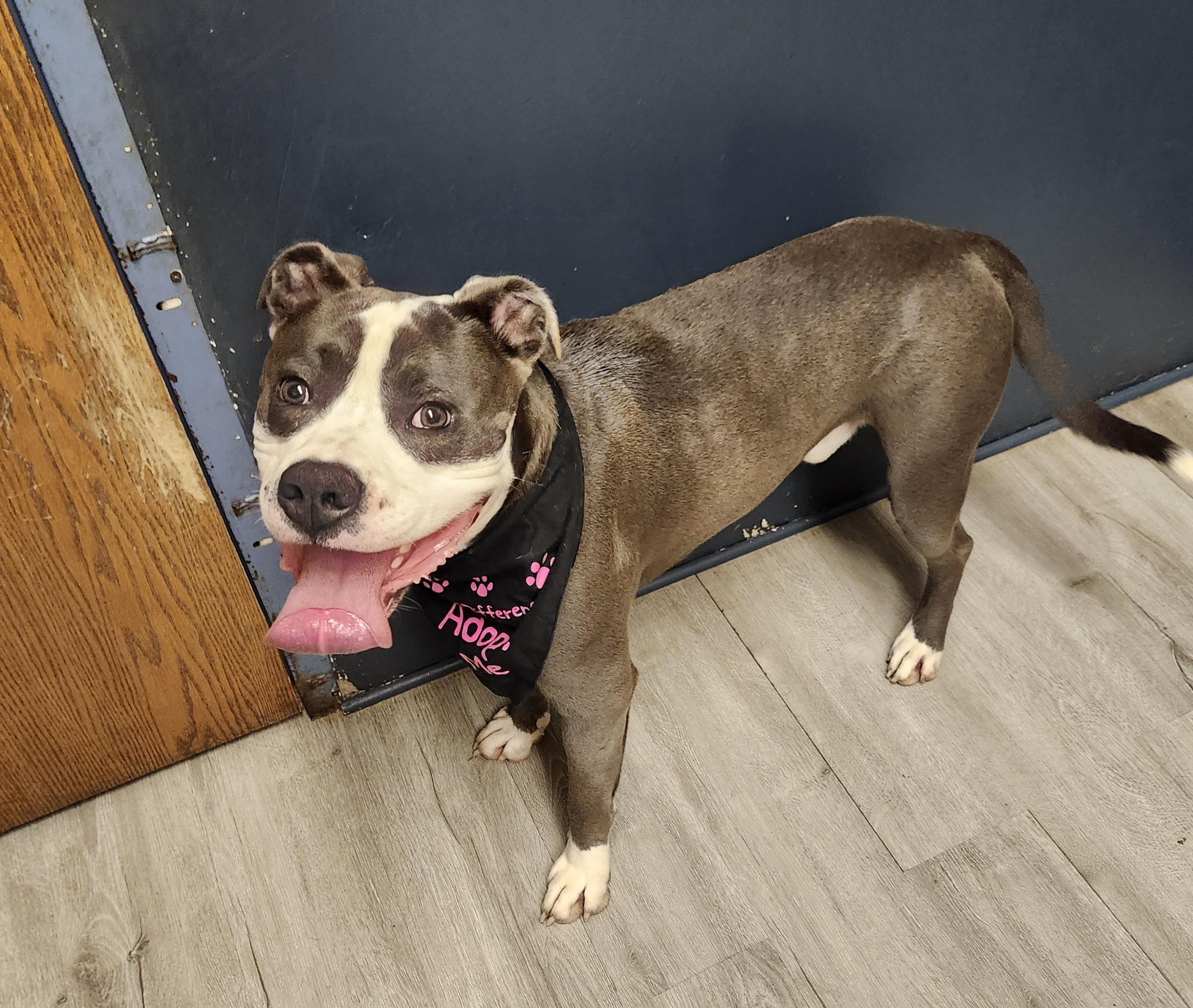 Smokehouse, a Adoptable mixed breed in Mansfield, OH image 2/4