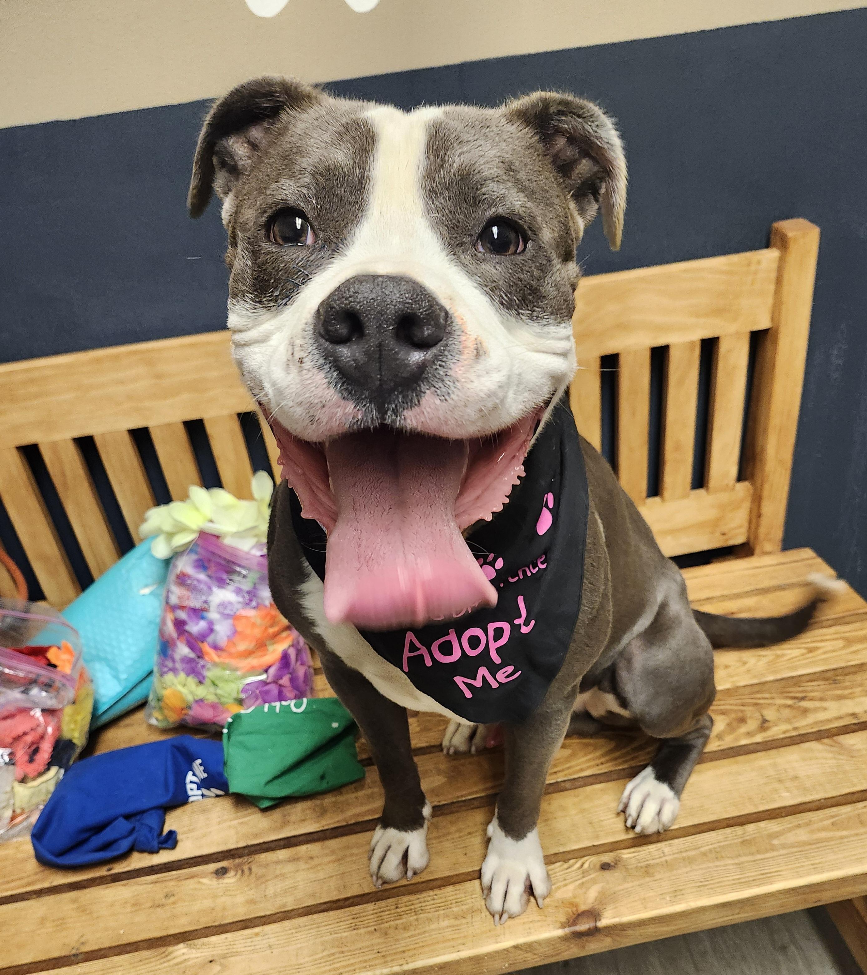 Smokehouse, a Adoptable mixed breed in Mansfield, OH image 3/4