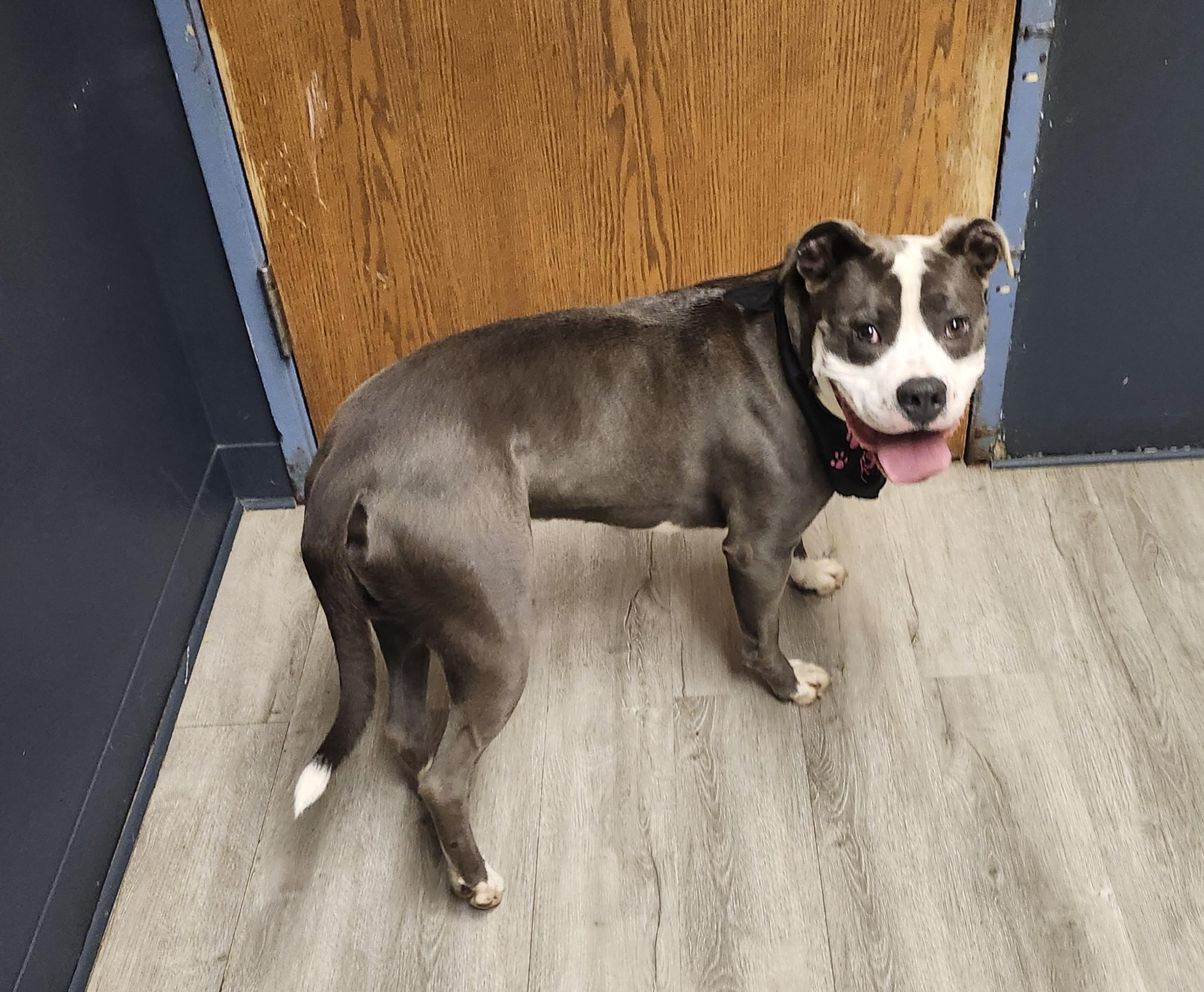 Smokehouse, a Adoptable mixed breed in Mansfield, OH image 4/4