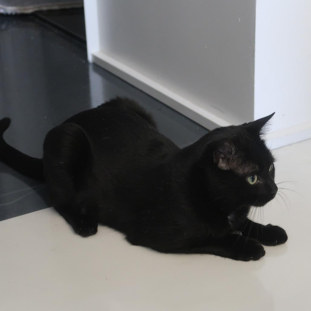 Enlarge Calvin, a Adoptable Domestic Short Hair in New York, NY image 1/6