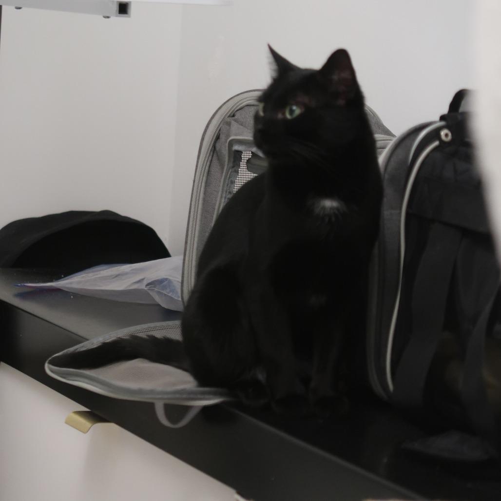 Enlarge Calvin, a Adoptable Domestic Short Hair in New York, NY image 3/6