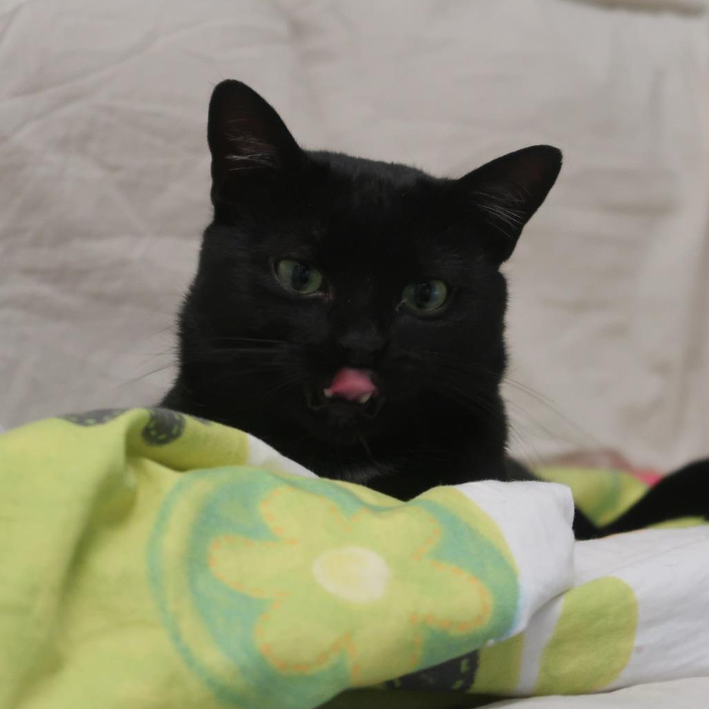 Enlarge Calvin, a Adoptable Domestic Short Hair in New York, NY image 4/6