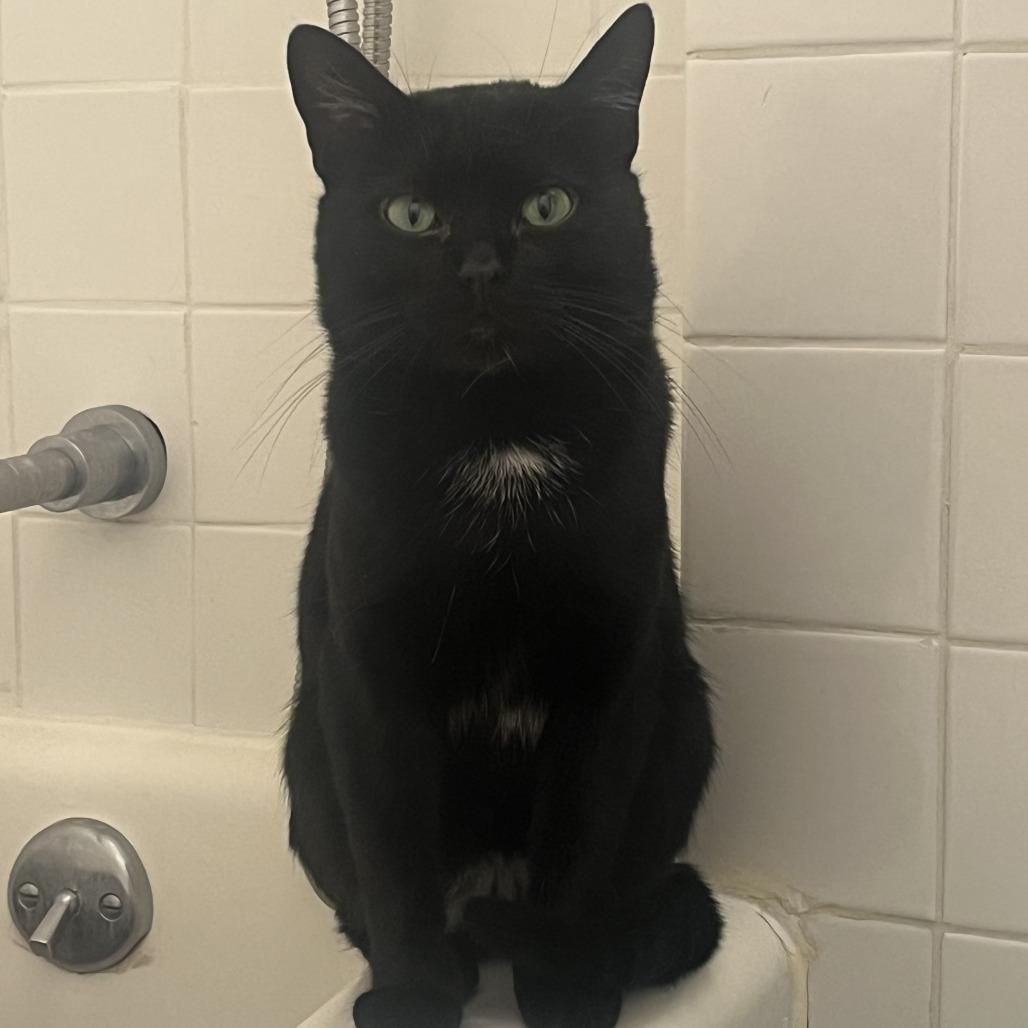 Enlarge Calvin, a Adoptable Domestic Short Hair in New York, NY image 5/6