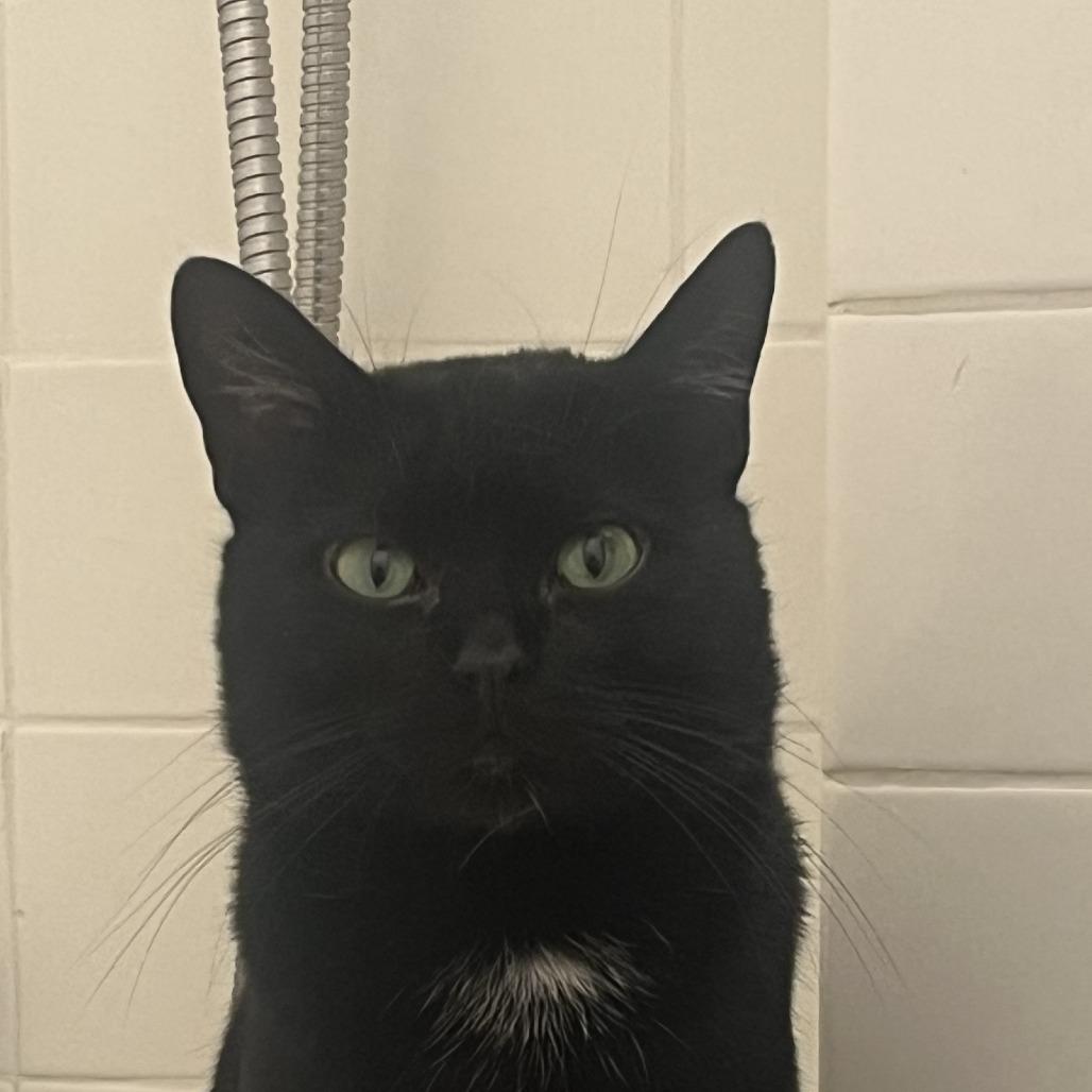 Enlarge Calvin, a Adoptable Domestic Short Hair in New York, NY image 6/6