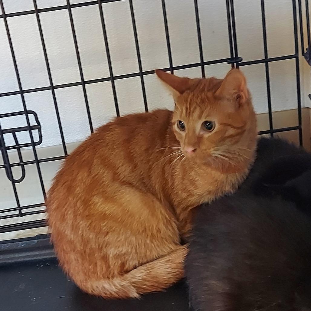 Lennon, Adoptable, Young Male Domestic Short Hair.