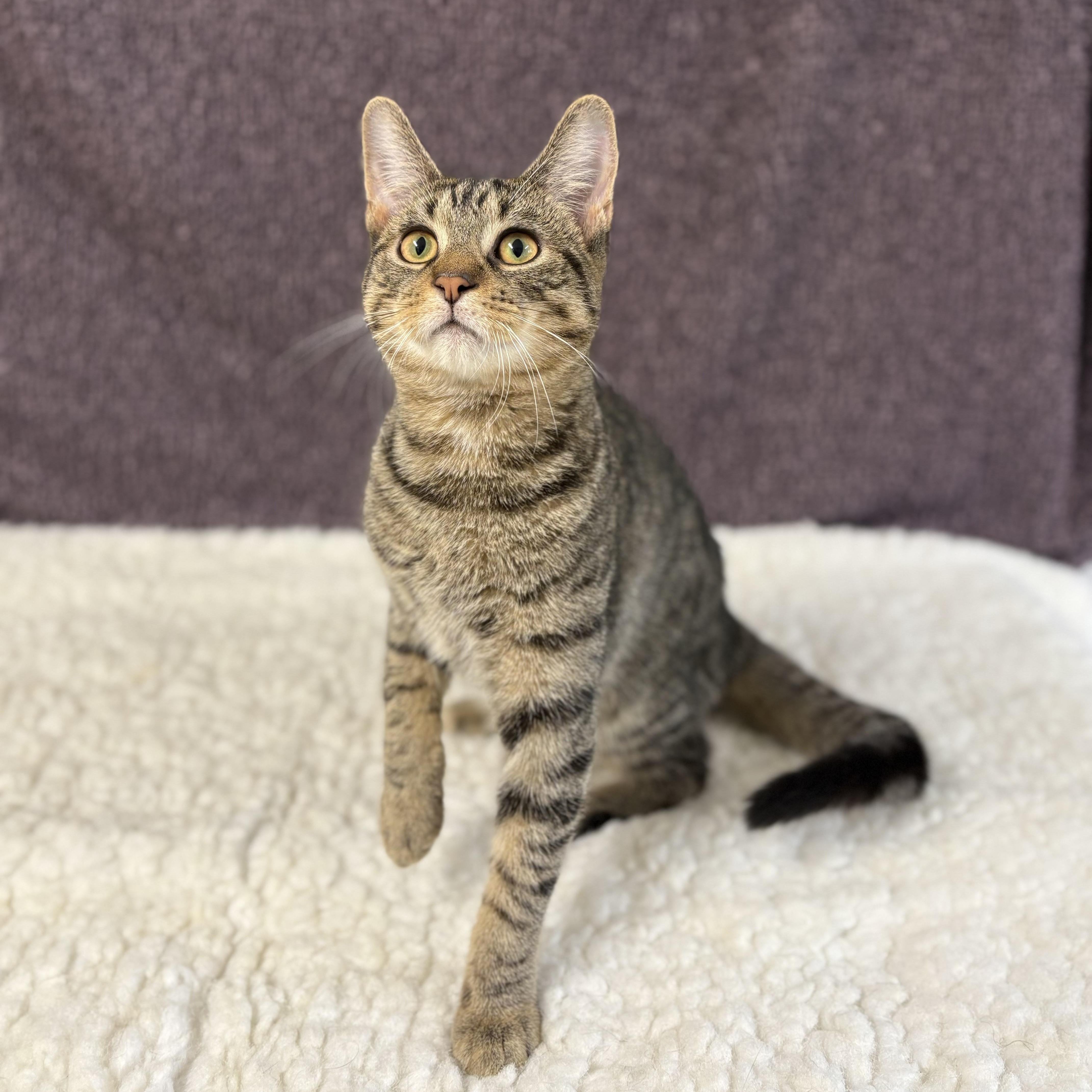 Captain, Adoptable, Young Male Domestic Short Hair.