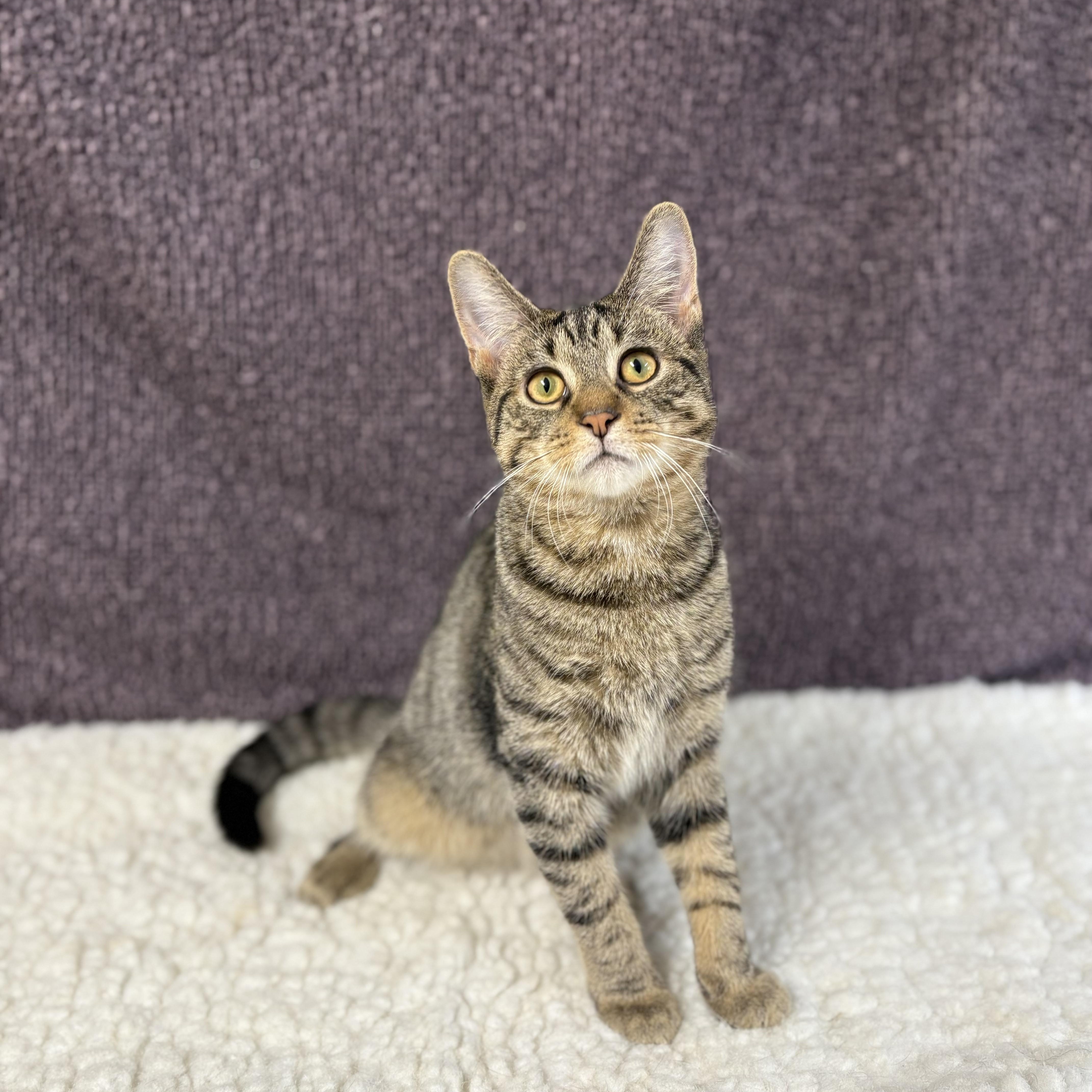 Enlarge Captain, a Adoptable Domestic Short Hair in Upper Sandusky, OH image 2/3