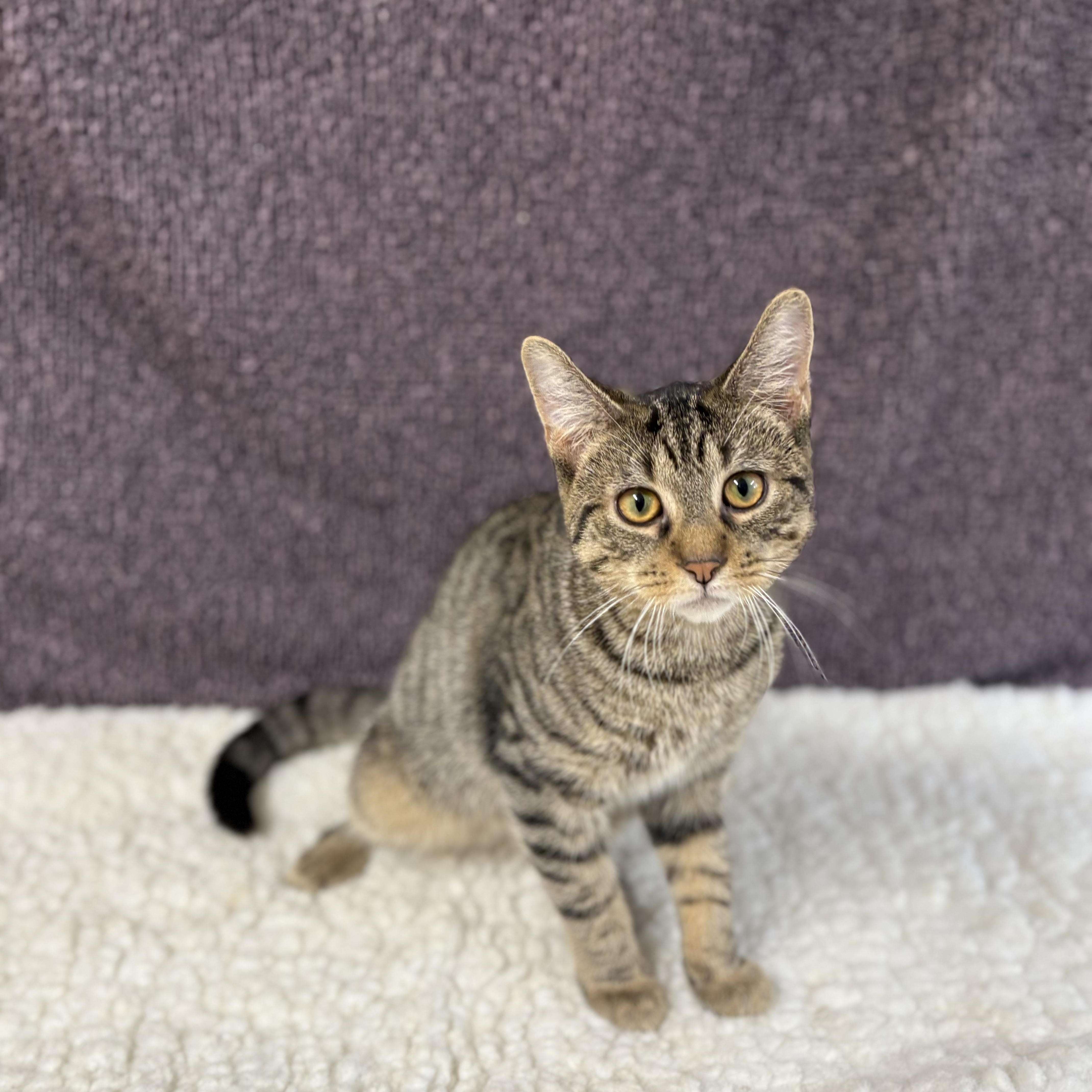 Enlarge Captain, a Adoptable Domestic Short Hair in Upper Sandusky, OH image 3/3