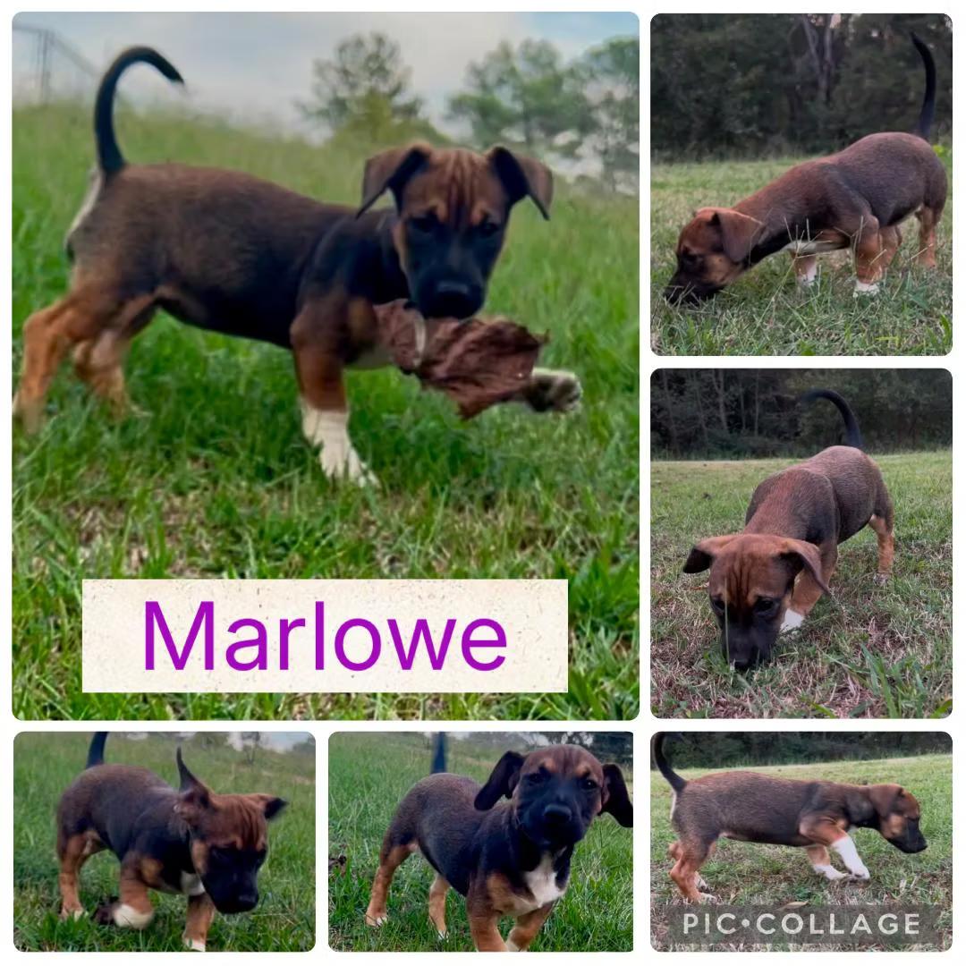 Marlowe - in Maine, Adoptable, Puppy Female Terrier.