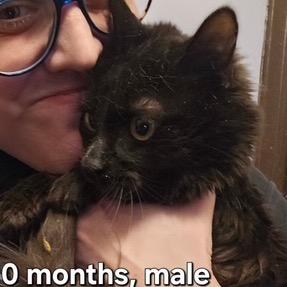 Enlarge 0126-29 Zuko, a Adoptable Domestic Medium Hair in Abingdon, MD image 1/4