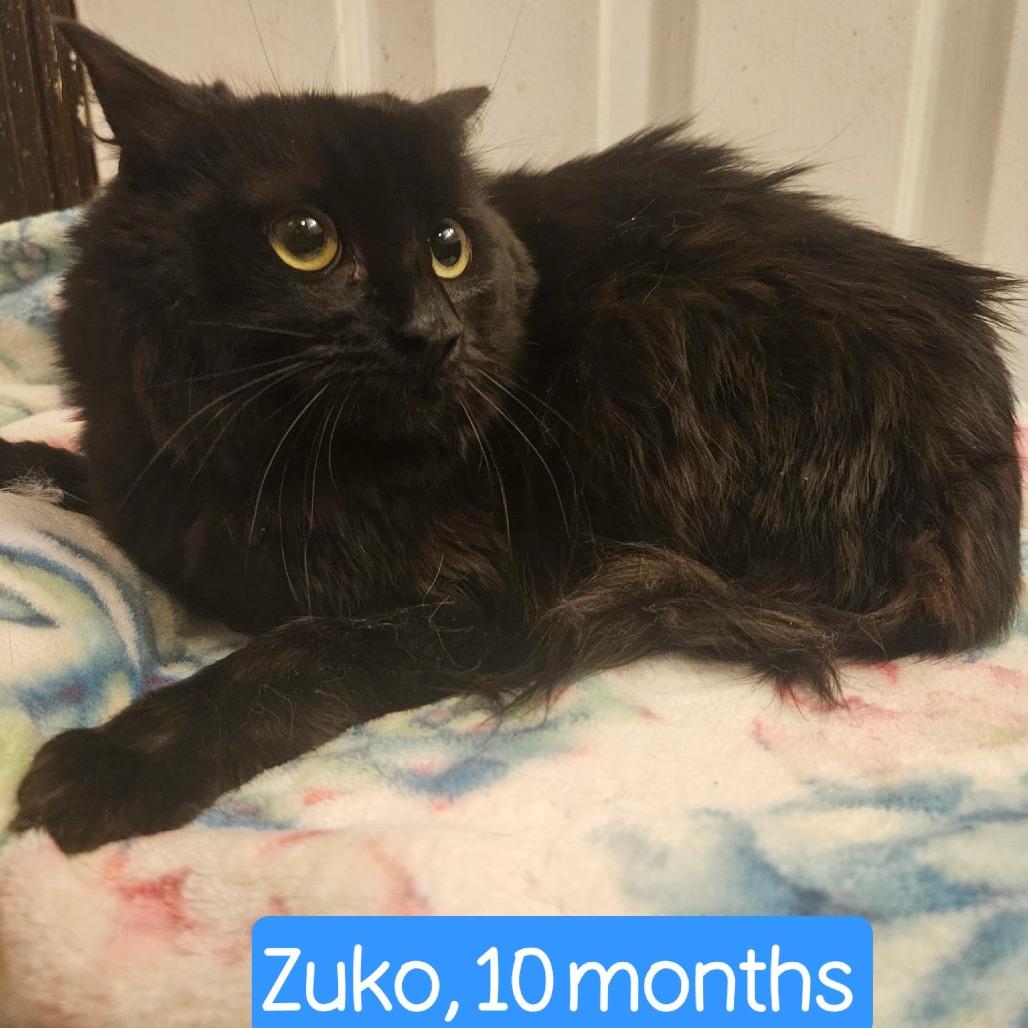 Enlarge 0126-29 Zuko, a Adoptable Domestic Medium Hair in Abingdon, MD image 2/4