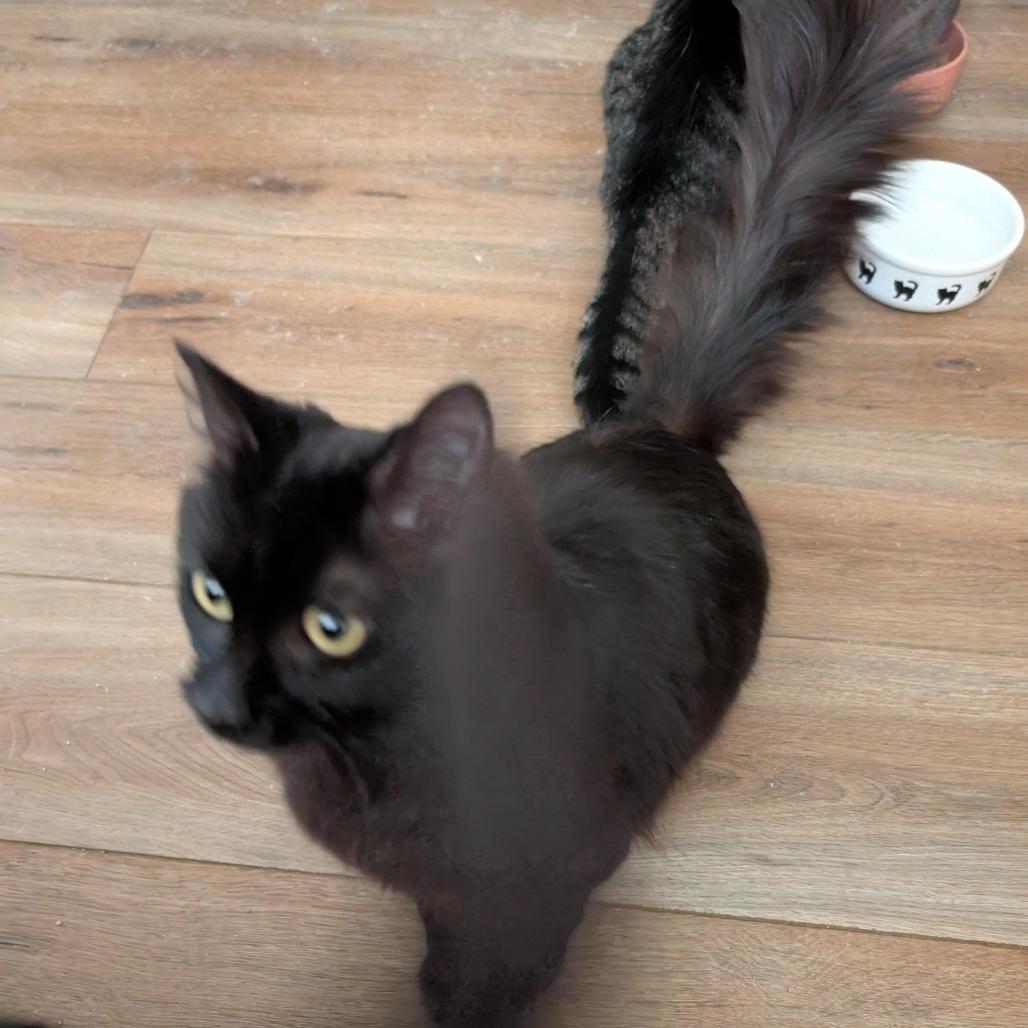 Enlarge 0126-29 Zuko, a Adoptable Domestic Medium Hair in Abingdon, MD image 3/4