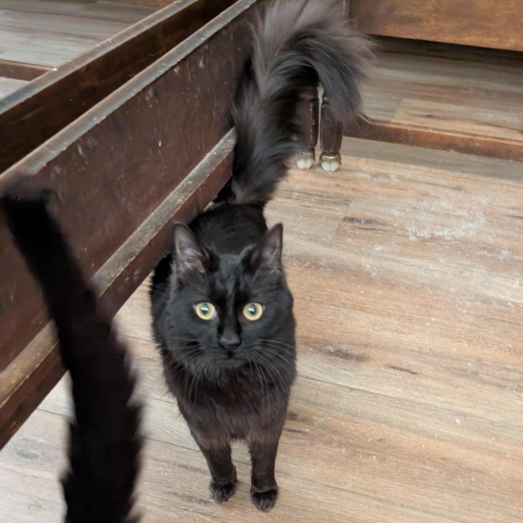 Enlarge 0126-29 Zuko, a Adoptable Domestic Medium Hair in Abingdon, MD image 4/4