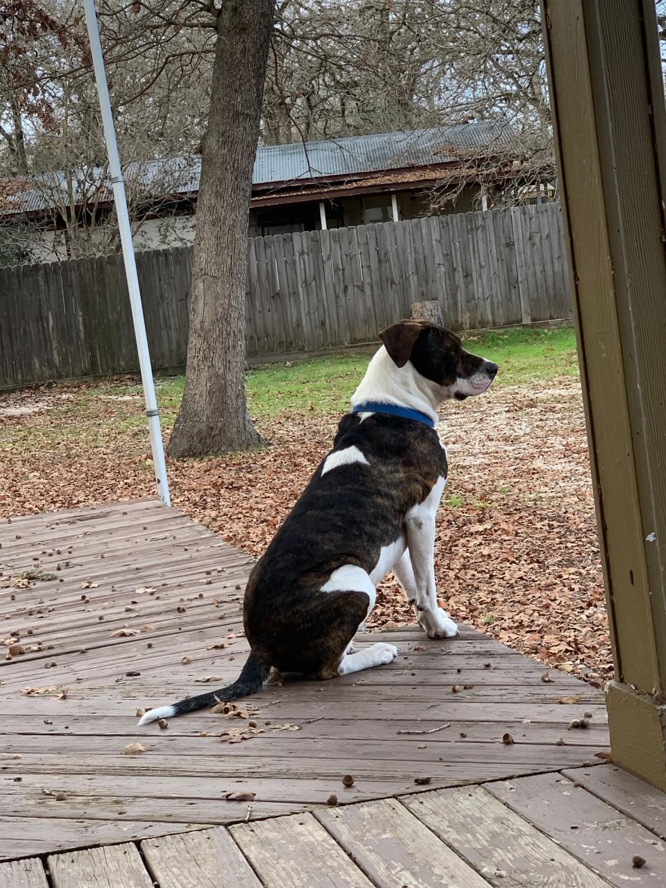 THOR, a Adopted mixed breed in Somerville, TX image 1/6