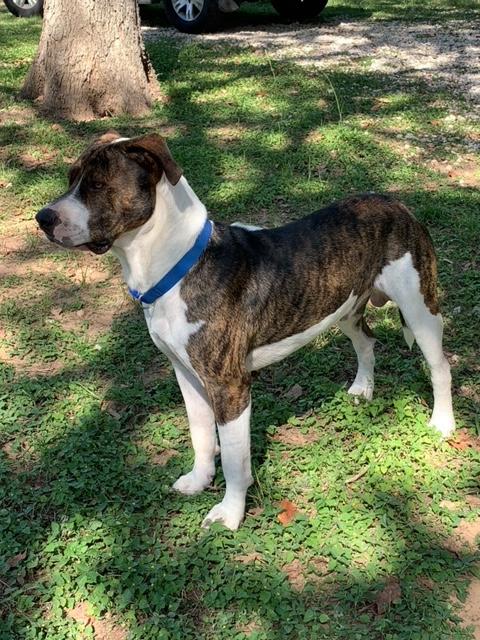 THOR, a Adopted mixed breed in Somerville, TX image 3/6