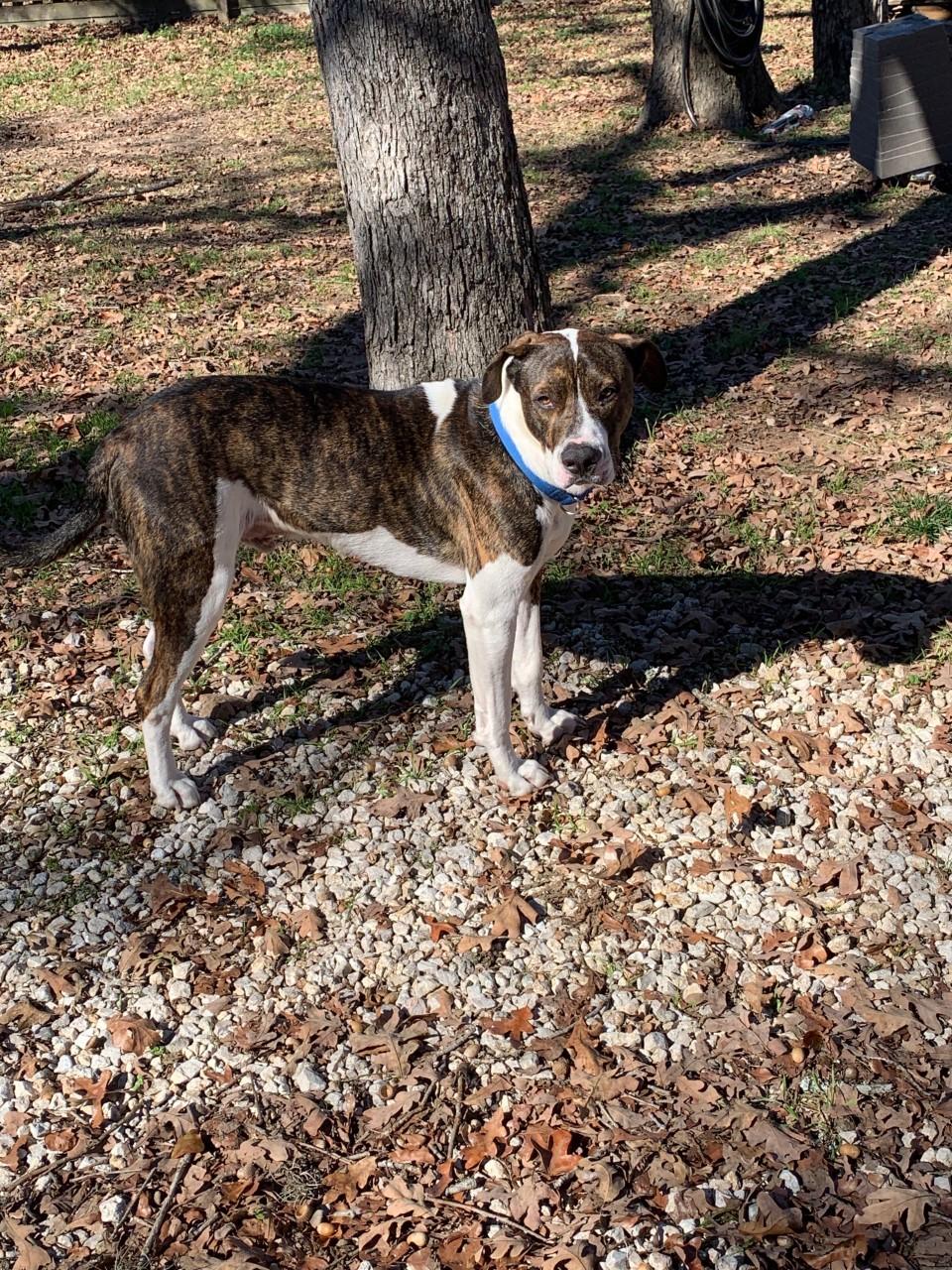 THOR, a Adopted mixed breed in Somerville, TX image 5/6