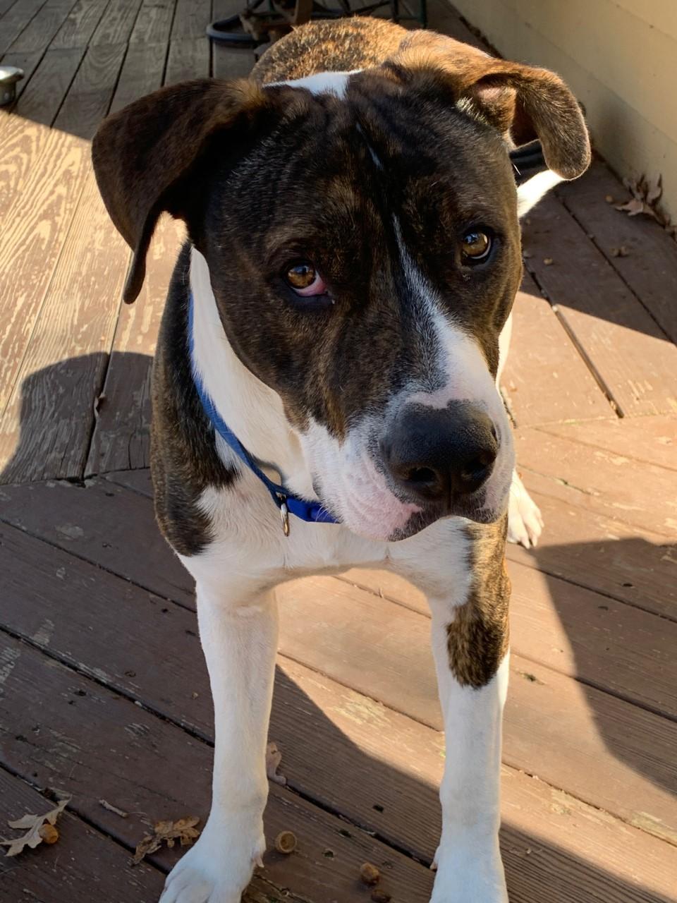 THOR, Adopted, Adult Male Pit Bull Terrier & Boxer.