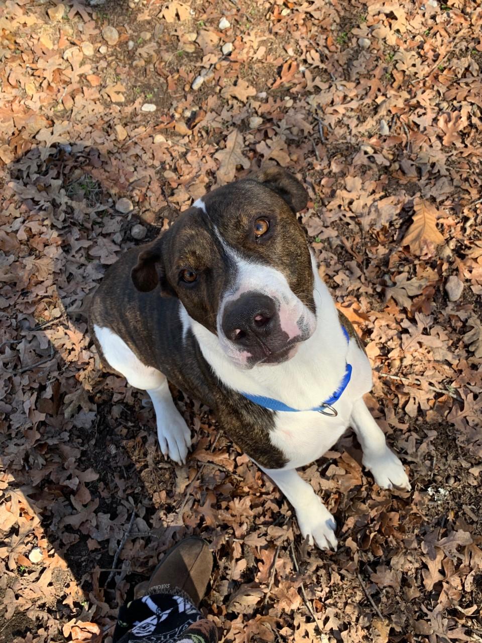THOR, a Adopted mixed breed in Somerville, TX image 5/6