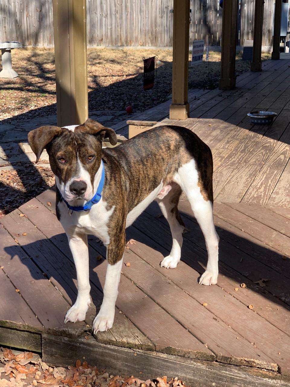 THOR, a Adopted mixed breed in Somerville, TX image 6/6