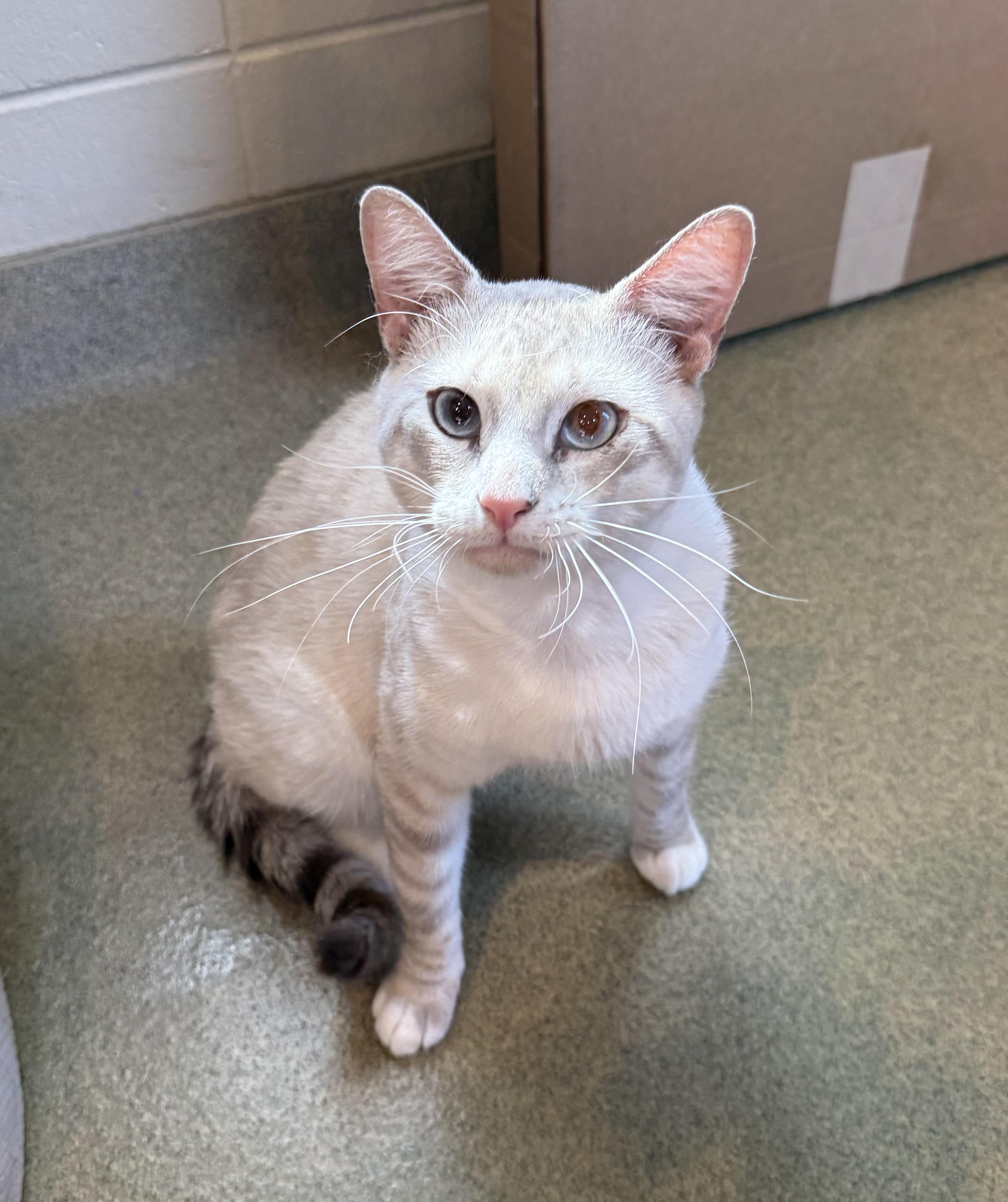 Zenith, adopted, Adult Male Domestic Short Hair.