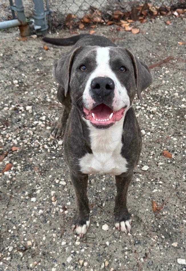 Linus, Adopted, Young Male Pit Bull Terrier.