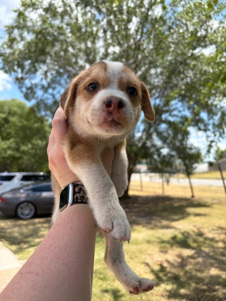 Ketchup, Adopted, Puppy Male Husky & Shepherd.