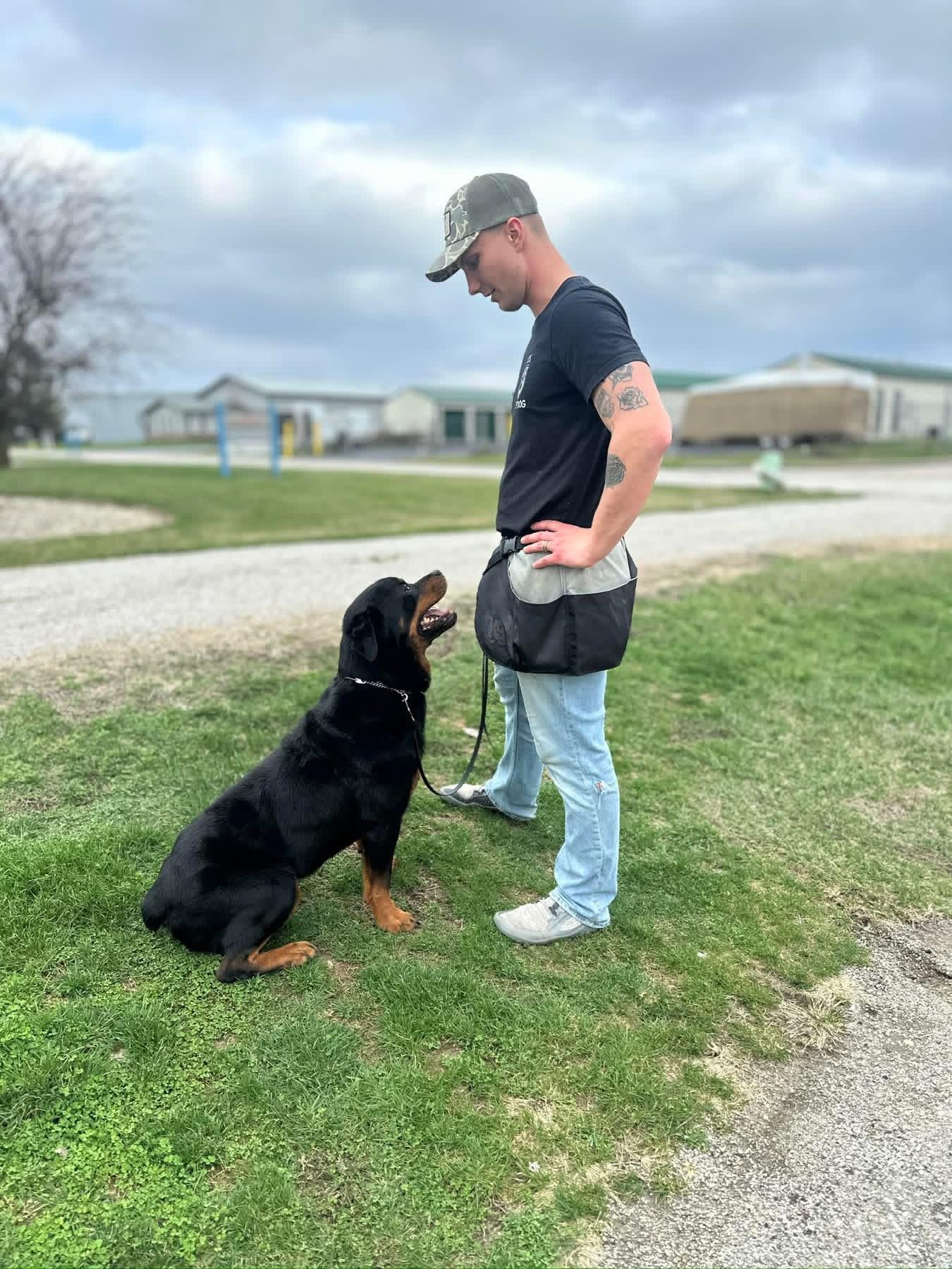 Enlarge Biggs , a ADOPTABLE Rottweiler in Greenwood, IN image 2/2