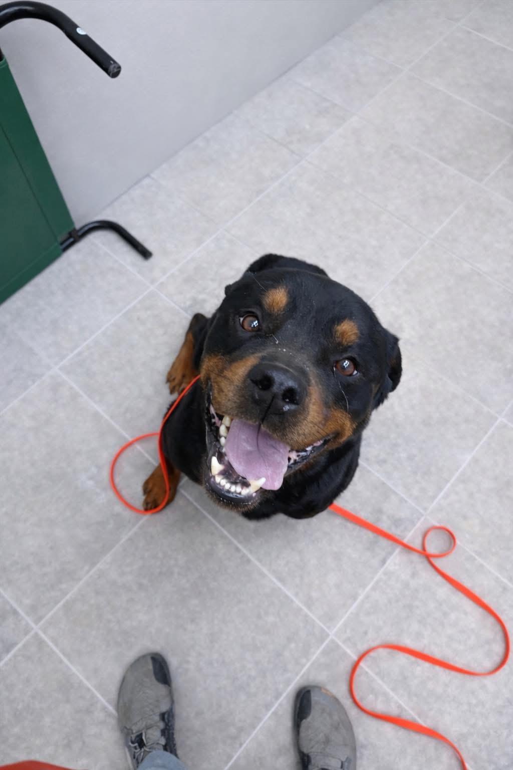 Enlarge Biggs , a ADOPTABLE Rottweiler in Greenwood, IN image 1/2