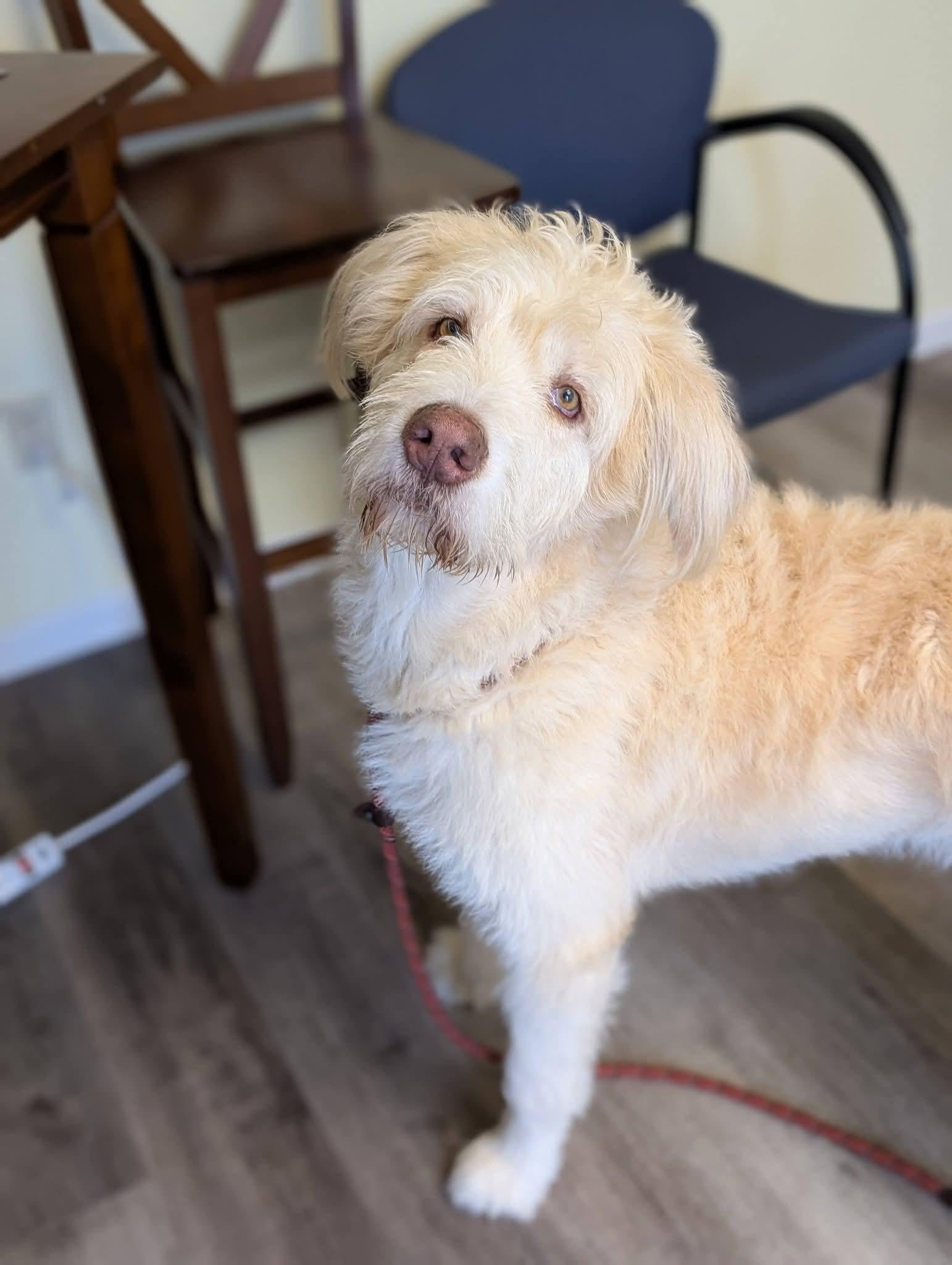 Enlarge WHISKEY 425, an adopted mixed breed in Milwaukee, WI image 6/6