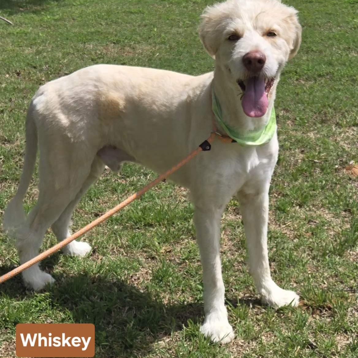 WHISKEY 425, ADOPTABLE, Adult Male Great Pyrenees & Labradoodle.