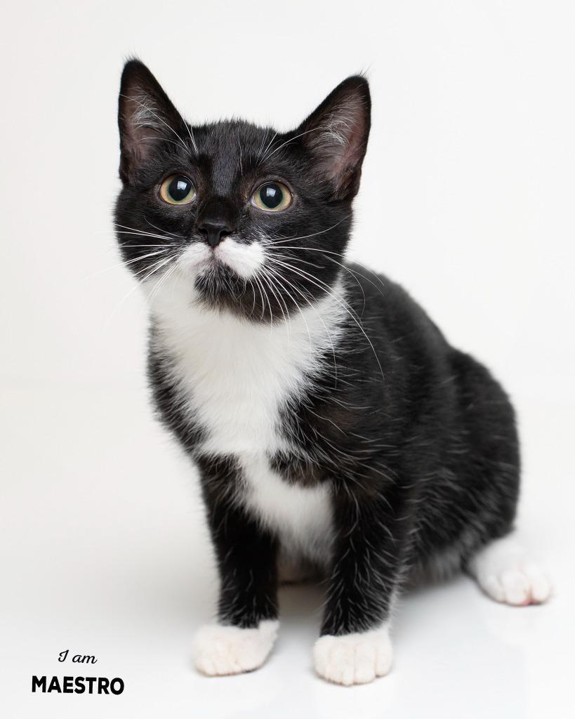 Enlarge Maestro, a Adoptable mixed breed in Boone, IA image 1/1
