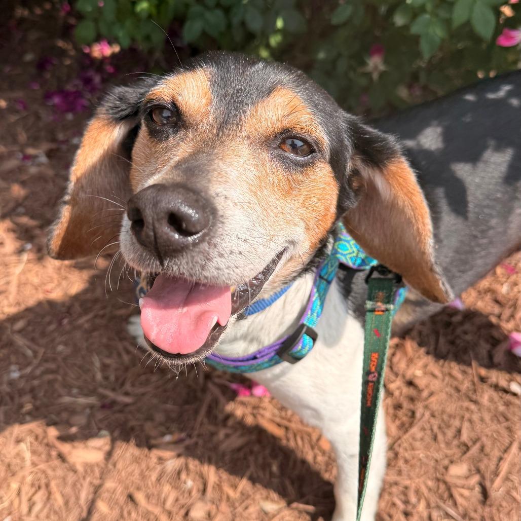 Enlarge Ollie, a Adoptable Beagle in Wake Forest, NC image 1/6