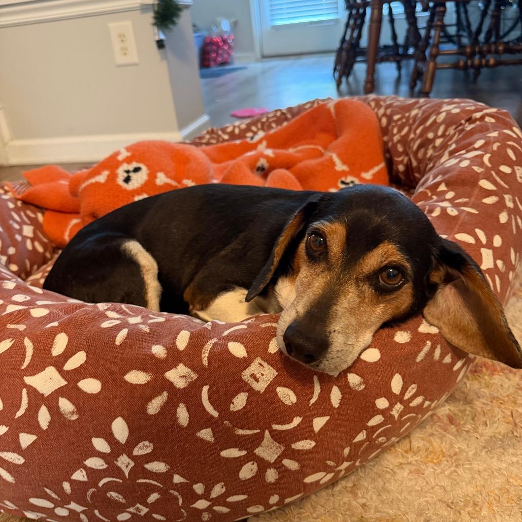 Enlarge Ollie, a Adoptable Beagle in Wake Forest, NC image 1/5