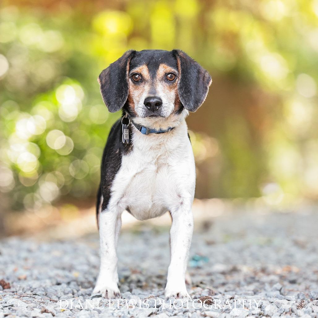 Ollie, a Adoptable Beagle in Wake Forest, NC image 2/6