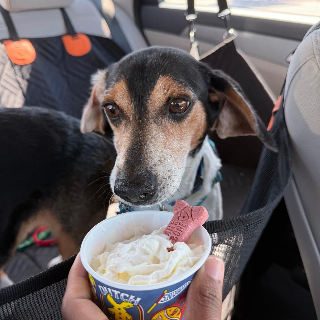 Enlarge Ollie, a Adoptable Beagle in Wake Forest, NC image 2/5