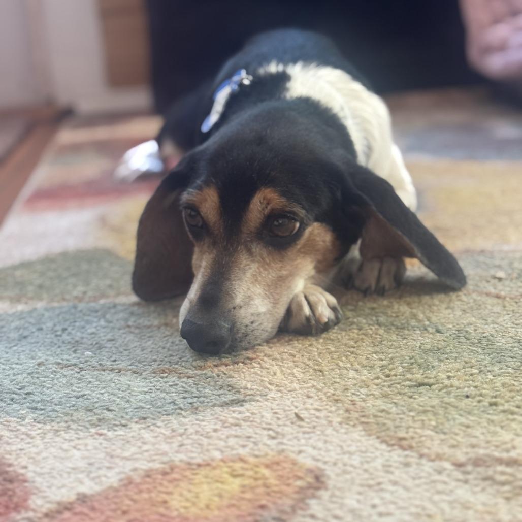 Ollie, a Adoptable Beagle in Wake Forest, NC image 4/6